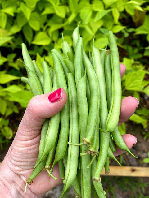 East Texas Update/Month Eight