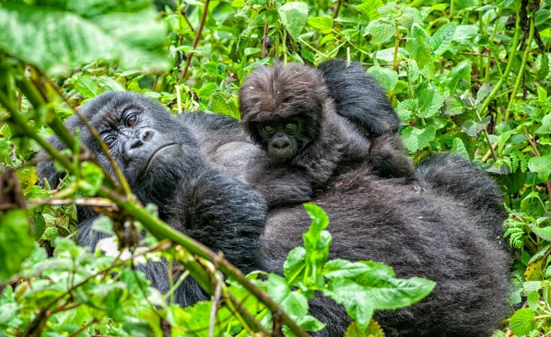 Uganda’s Endangered Mountain Gorillas Get Help When Coffee Farmers Partner With Nonprofit