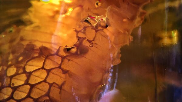 No Sugar-Coating: 100% of UK-Imported Honey in EU Probably Fake, Test Shows