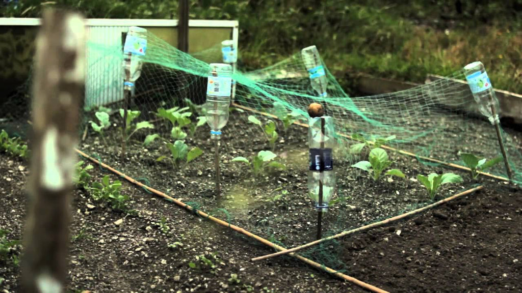 We interviewed new allotment holders at the end of their first year to find out what it's really like