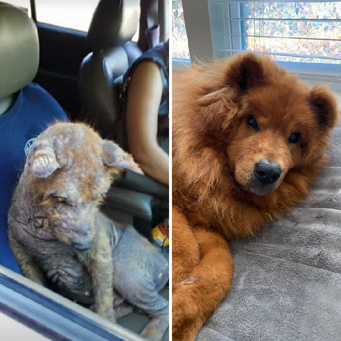 50 Heartwarming Photos Of Dogs Before And After Adoption That Prove Rescuing A Pet Is Life-Changing (New Pics)