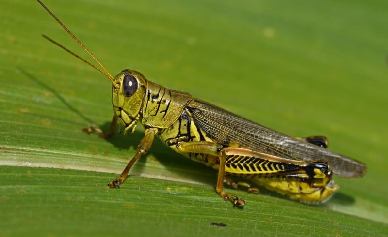 Ethiopia Used Chemicals to Kill Locusts. Billions of Honeybees Disappeared