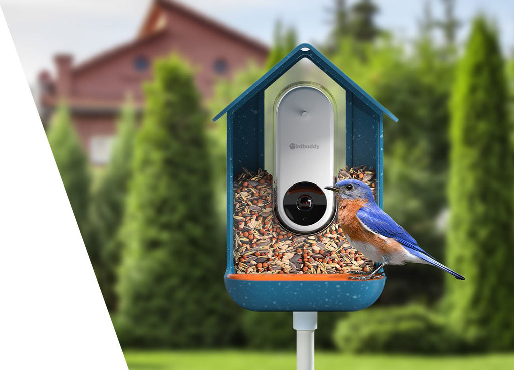 Capture Every Flutter, Perch and Poke With These High-Def Bird Feeder Cameras