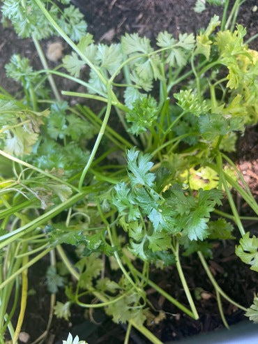 Everything is Coming Up... Parsley?