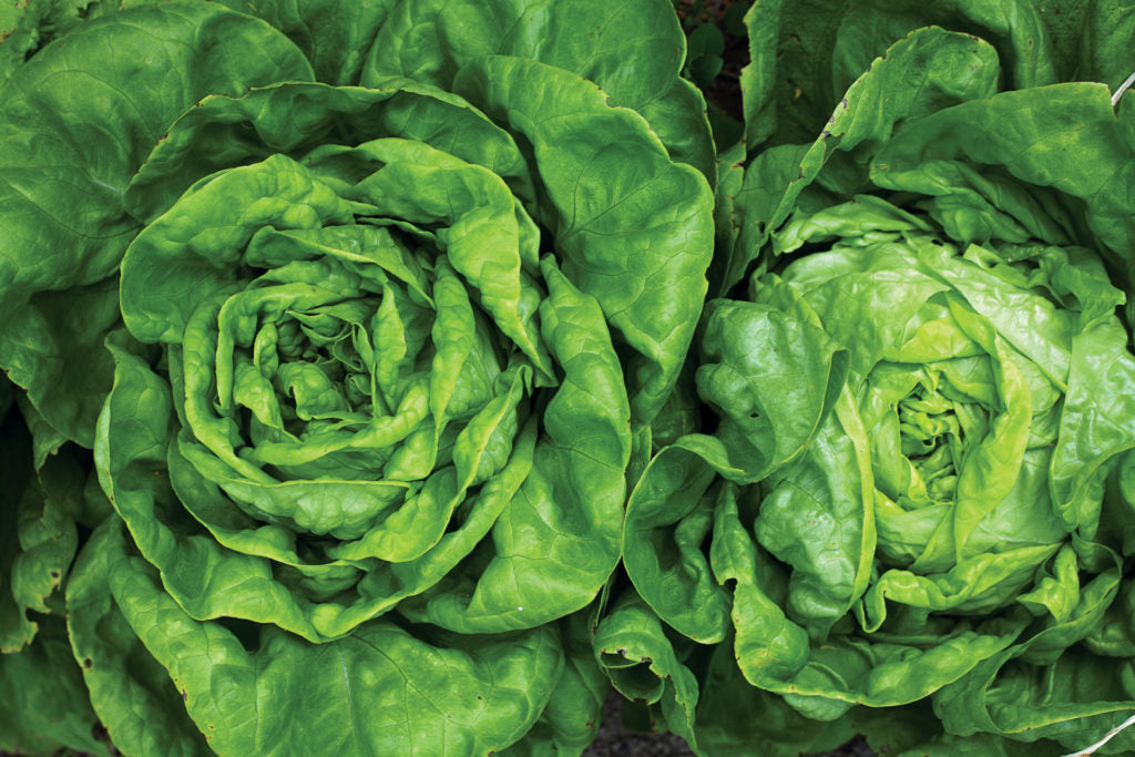 Eat healthy: signature salads from 4 local restaurants - Lakewood ... - Lakewood/East Dallas Advocate