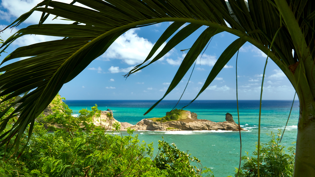 Avocados from St Lucia: The Caribbean Delight!