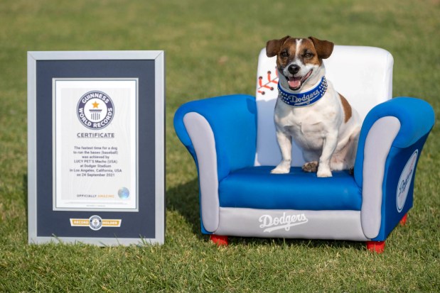 Macho bagged the record; little Russell Terrier is fastest dog to run bases at MLB stadium