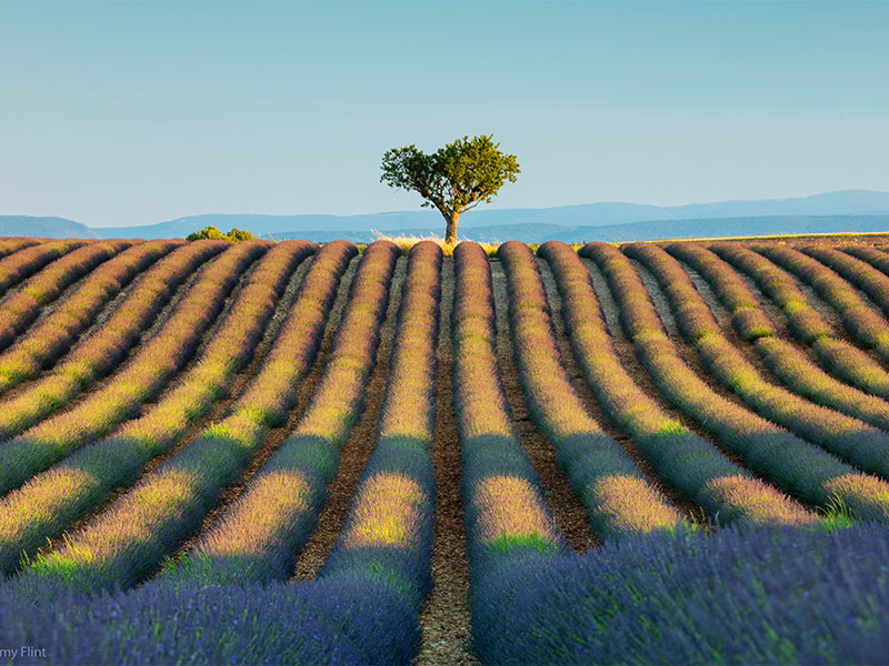 Photo guide to lavender spots in Provence