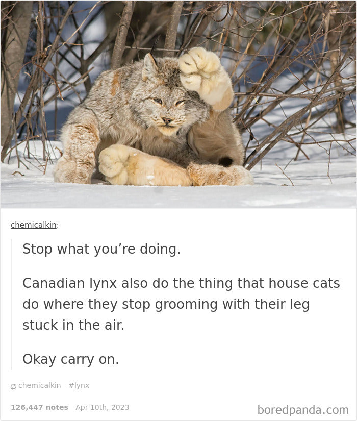 118 Times People Spotted ‘Absolute Units’ And Felt Like They Just Had To Share Them Online (New Pics)