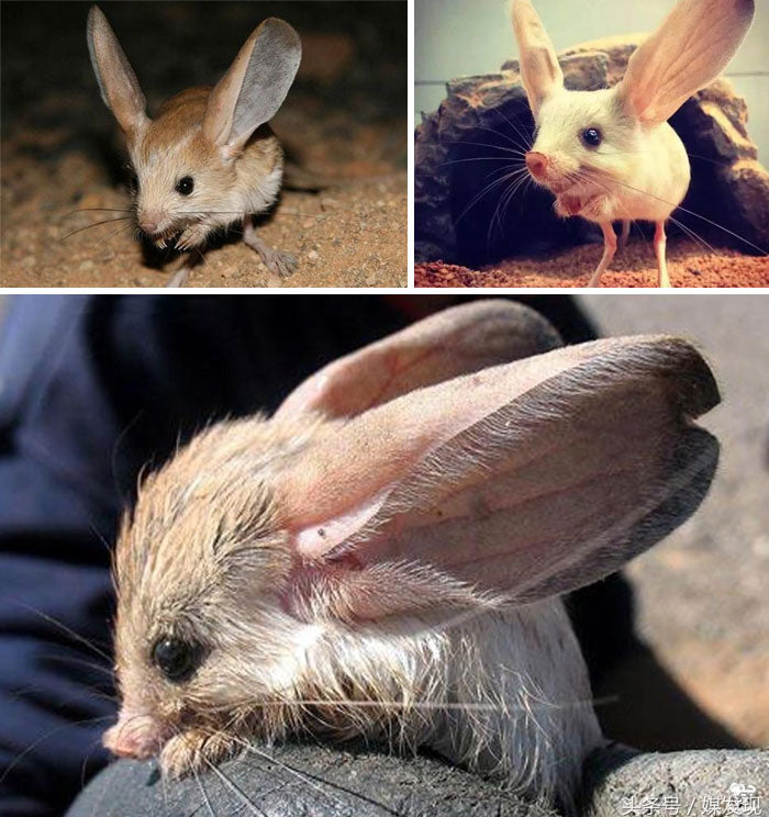 Otherworldly-Looking Wildlife Shared On This Instagram Account Astounds Thousands (124 Pics)