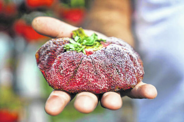 Israeli strawberry clocks in as world’s heaviest on record