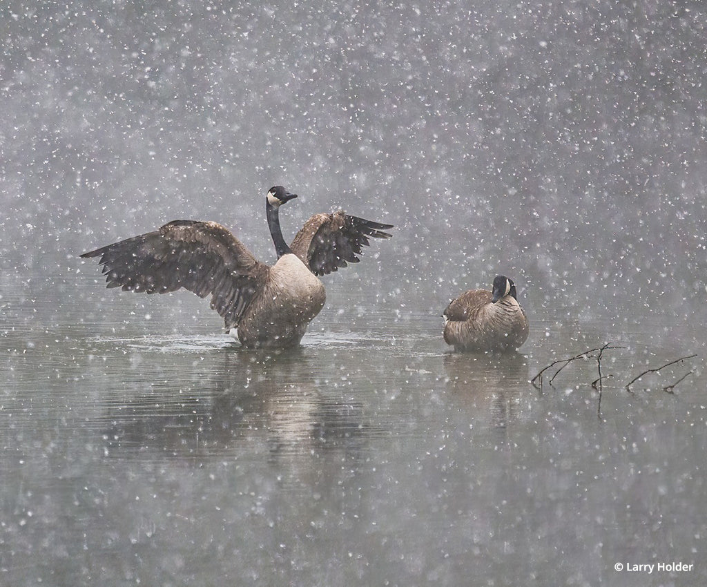 Photo Of The Day By Larry Holder