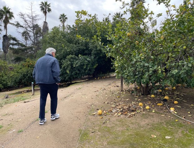 Citrus State Historic Park is Riverside’s living tribute to orange days