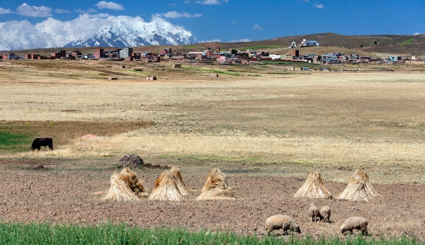 Practical Guide Helps Negotiators Put Equity at the Heart of the New Global Biodiversity Framework