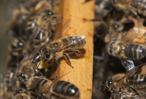 Australia is in a unique position to eliminate the bee-killing Varroa mite. Here’s what happens if we don’t