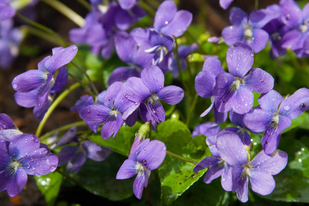 March foraging guide: best plants to find and recipe ideas
